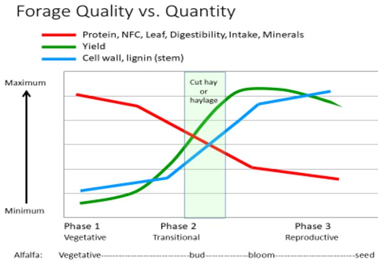 Figure 1. Forage quality versus quantity. Figure by Kim Cassida, MSU.