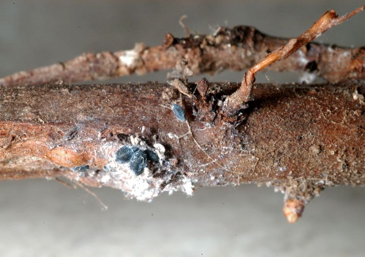 Woolly aphids on saskatoon root. All photos: Duke Elsner, MSU Extension.