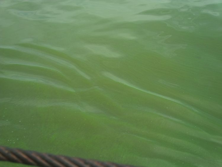 The “pea soup” look of excessive algae growth in Lake Erie | Photo by Monica Day, MSUE