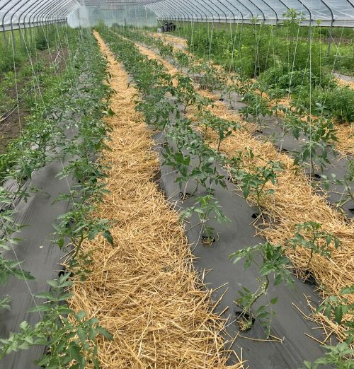 Tomatoes in hoophouse