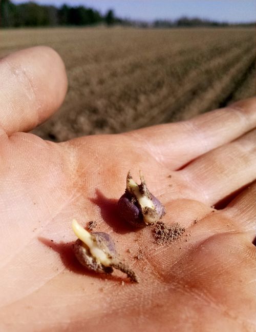Most corn is germinating, but has not yet emerged in our region. Photo credit: James DeDecker, MSU Extension
