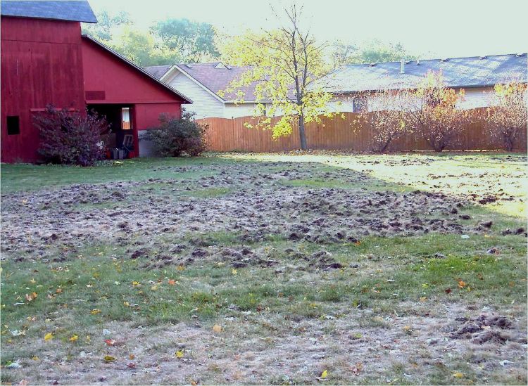 European chafer grub and skunk damage to a DeWitt, Michigan, lawn in fall 2002.