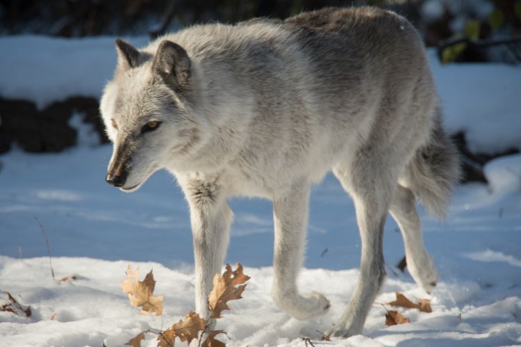 Fear and caring are what’s at the core of divisive wolf debate. Photo by G.L. Kohuth