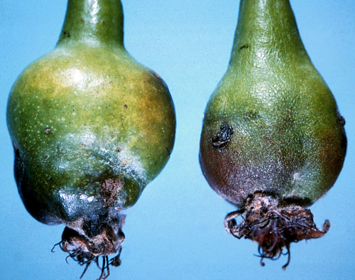 Infested pears enlarge more rapidly than normal and are distorted in shape.