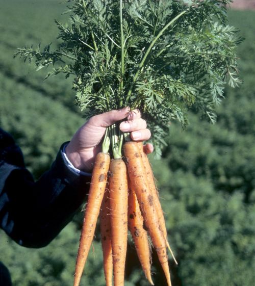 Carrots can remain in the garden after a frost and still be removed in good condition. All photos: Gerald Holmes, California Polytechnic State University at San Luis Obispo, Bugwood.org.