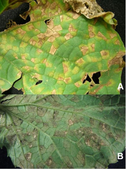 (A) Top side of cucumber leaf with yellow lesions and necrosis defined by the veins. (B) Underside of cucumber leaf displaying dark, fuzzy spore masses.
