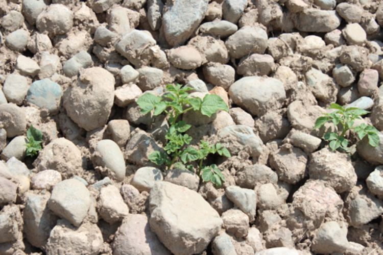 Volunteer potatoes growing from rock piles are a potential source of late blight. All photos by Fred Springborn, MSU Extension