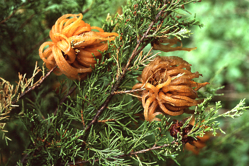  Active cedar galls on the alternate host for this fungus â€“ red cedar. 