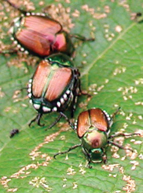  Adult beetles. 