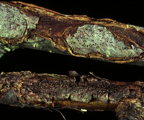 A distinct margin develops between healthy and diseased tissue, which causes the bark to crack aroun