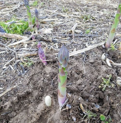 Asparagus coming up