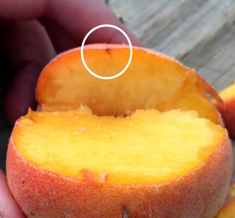 Late-season BMSB damage in peaches can be hard to see, but when sliced, it’s apparent where the stylet (piercing-sucking mouthparts of plant bugs) entered the fruit. A reddish line goes down about 0.25 inch into the fruit (as indicated by circle).