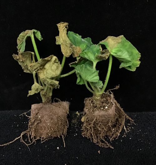 Symptoms of Ralstonia solanacearum on young geraniums