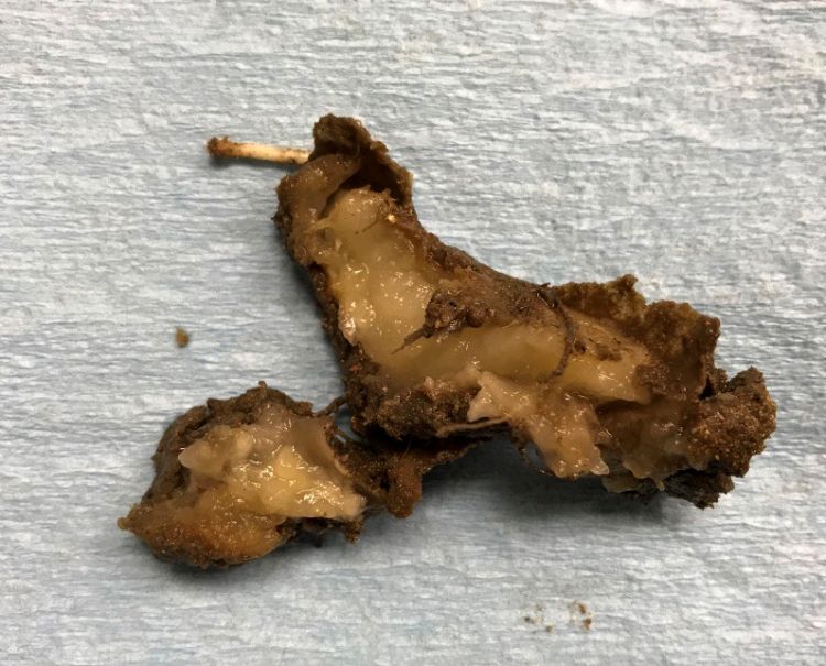 Photo 1. Tuber infected with Dickeya dianthicola. Rotting tissue is mushy, slimy and water soaked; infected areas often turn brown or black around the rotting area upon exposure to air. Photo by Noah Rosenzweig, MSU. 