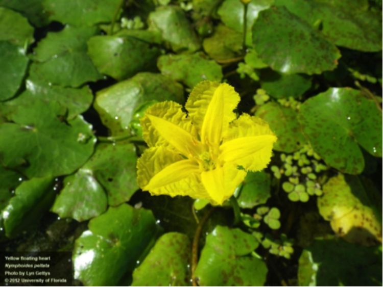 The flowers of the yellow floating heart plants rise a few inches above the heart-shaped leaves that float on the surface of the water. Photo: Lyn Gettys, University of Florida/Center for Aquatic and Invasive Plants. Used with permission.