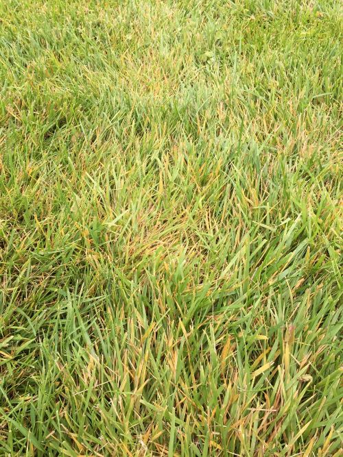 Yellowing of tall fescue due to Rhizoctonia solani. Photo by Kevin Frank, MSU