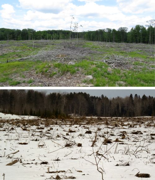 The top photo is a clearcut that successfully regenerated the stand of aspen mixed with other species. The bottom photo is a “terminal harvest” of cedar, converting the woodland to a pasture. 