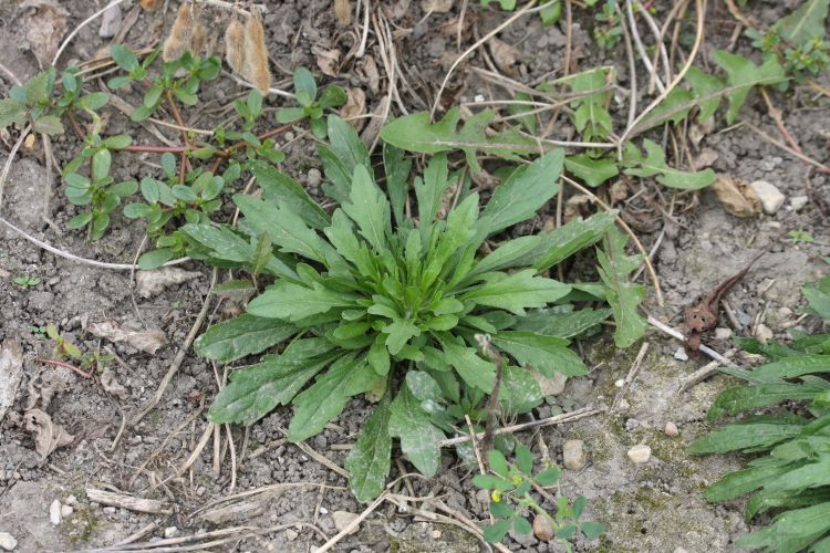 Horseweed, also known as marestail.
