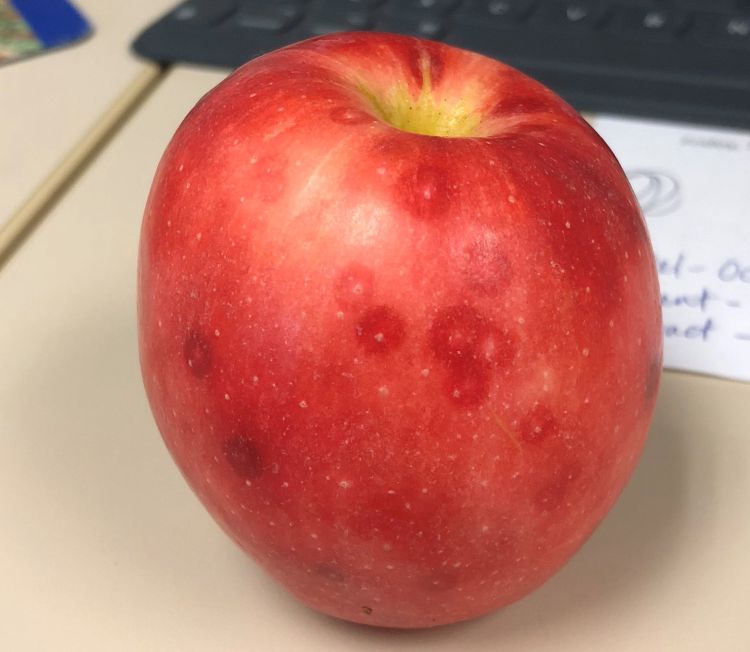 Reddish spots on Gala apple caused by San Jose scale