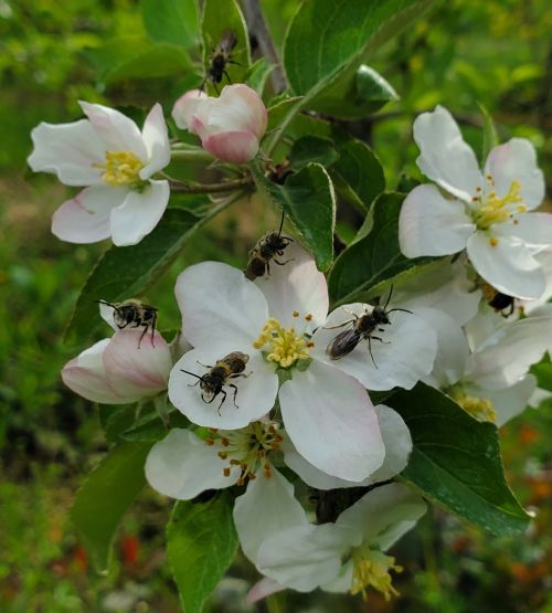 Mining bees on apple crop.