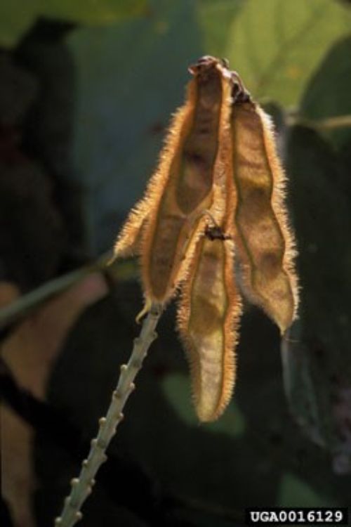 Kudzu produces a dark brown, dry clustered flat legume seed pods covered with stiff golden-brown spreading hairs. Photo credit: James H. Miller & Ted Bodner, Southern Weed Science Society, Bugwood.org 