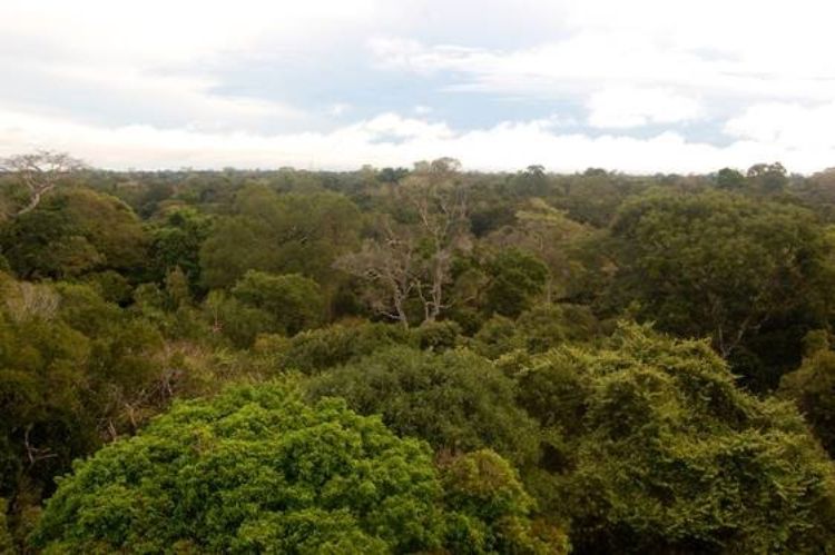 View of a tropical forest in the Amazon from the top of the 54m tower in Caxiuanã, Brazil.
