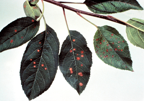 Damage can be confused with injury from the fungicide Captan (shown here).