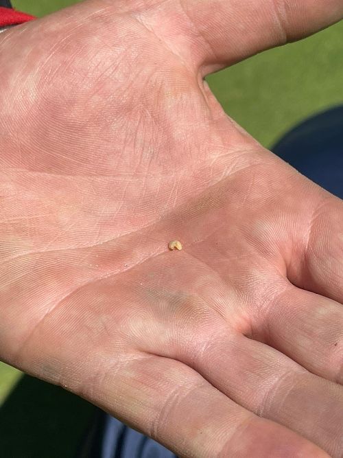 Suspected annual bluegrass weevil larvae in a hand.