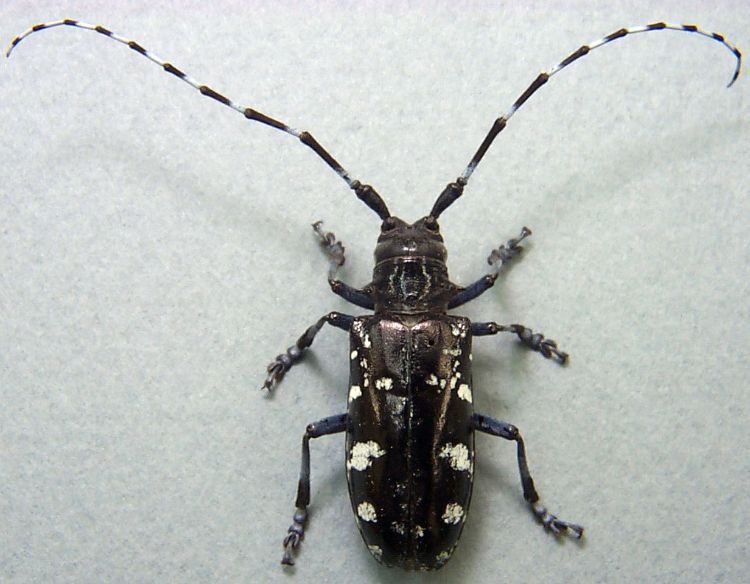 Asian longhorned beetle adult. Photo credit: Donald Duerr, USDA Forest Service, Bugwood.org