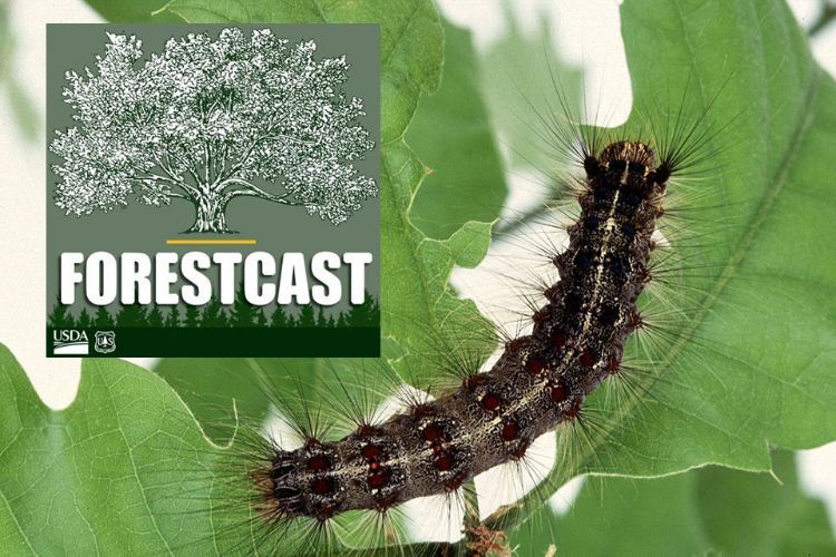 Forestcast logo