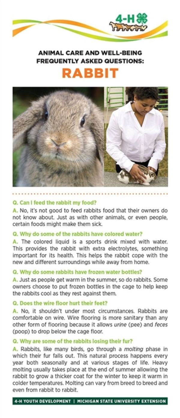 Photo of rabbit on a bookmark and rabbit facts.