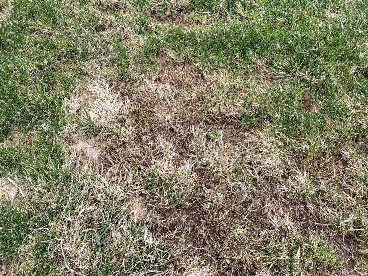A matted turf area after light raking
