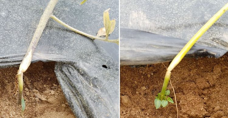 Stem constriction of tomato (left) and pepper (right) resulting in the plant’s death above the constriction.