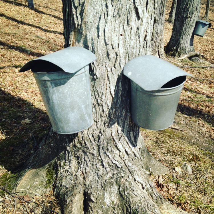 Maple tree being tapped for maple syrup. Photo credit: Mariel Borgman