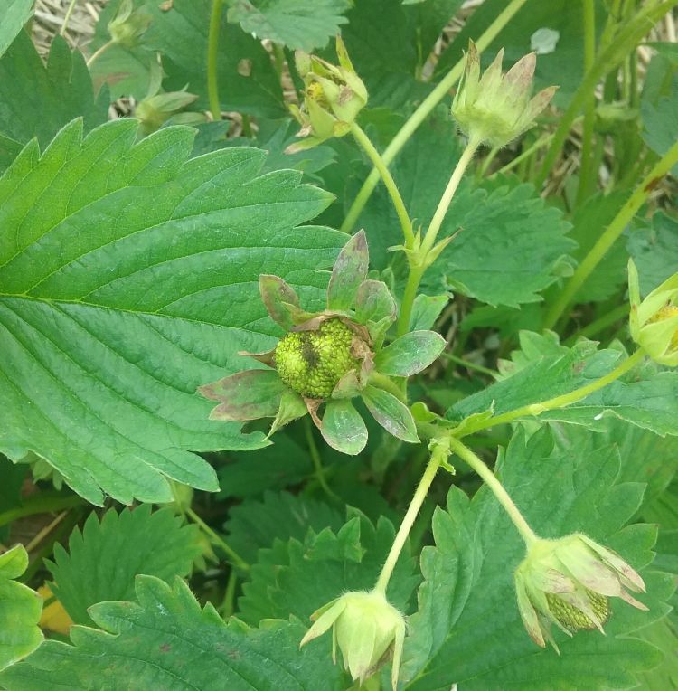 Strawberry fruit with frost damage