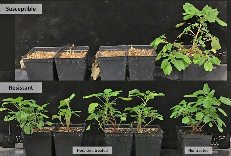 Purple amaranth plants in screening for herbicide resistance