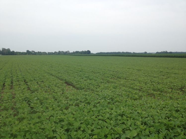 photo of soybean field with green plants during growing season