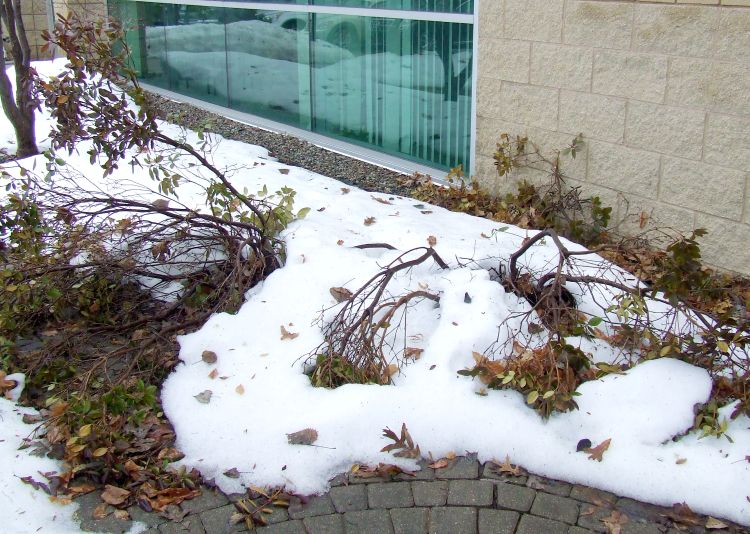 These PJM rhododendrons received crushing blows when snow was shoveled off the roof. Photo credit: Rebecca Finneran, MSU Extension