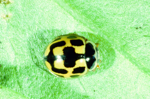  Oval, convex, often brightly colored, sometimes with a checkerboard appearance. 