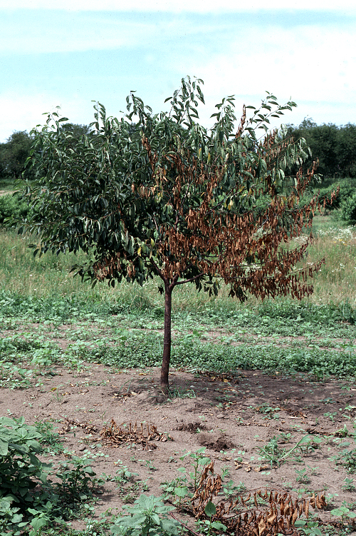 Leaves are wilted or browned on several branches, often remaining attached (flagging) while the rest of the tree appears healthy. 