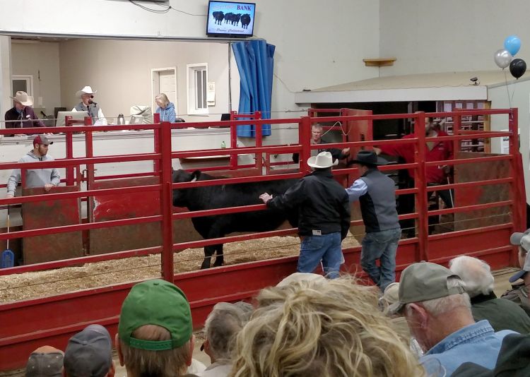 Calf selection takes place at many locations including live auctions.