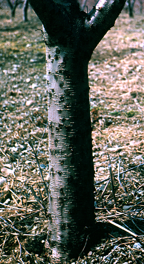 Adults bore into trees just beneath the outer layer of bark, causing a flow of gum from wounds.