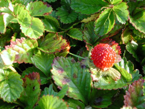  wild strawberry7.jpg 