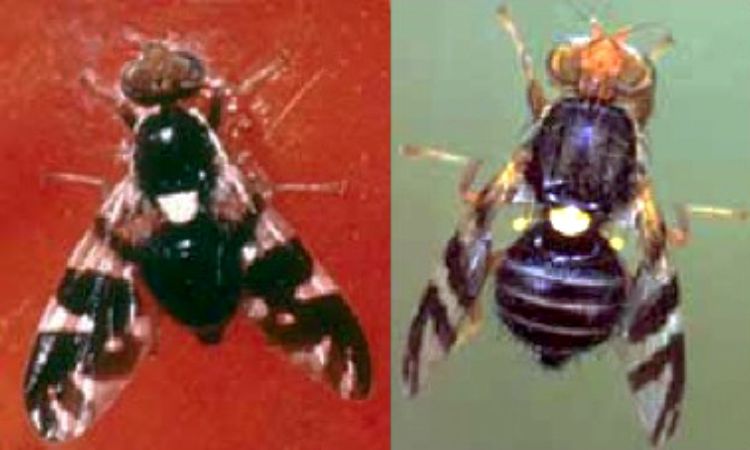 Black cherry fruit fly (left) and cherry fruit fly (right).