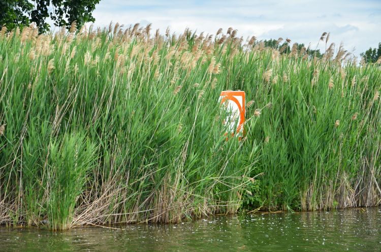 A large dense stand of invasive phragmites is shown along a waters edge.