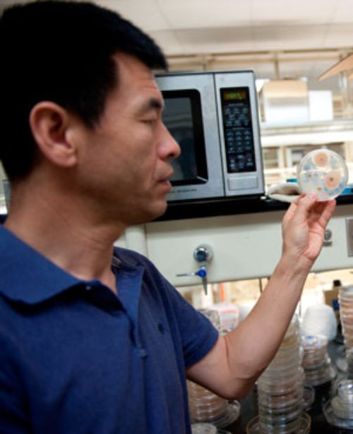 MSU AgBioResearch's Jianjun Hao examines an agar plate