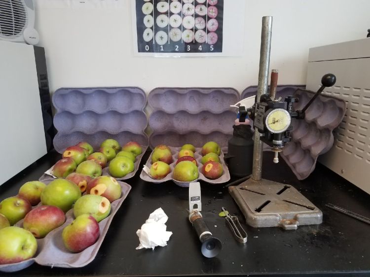 Testing apples for maturity and evaluating for bitter pit