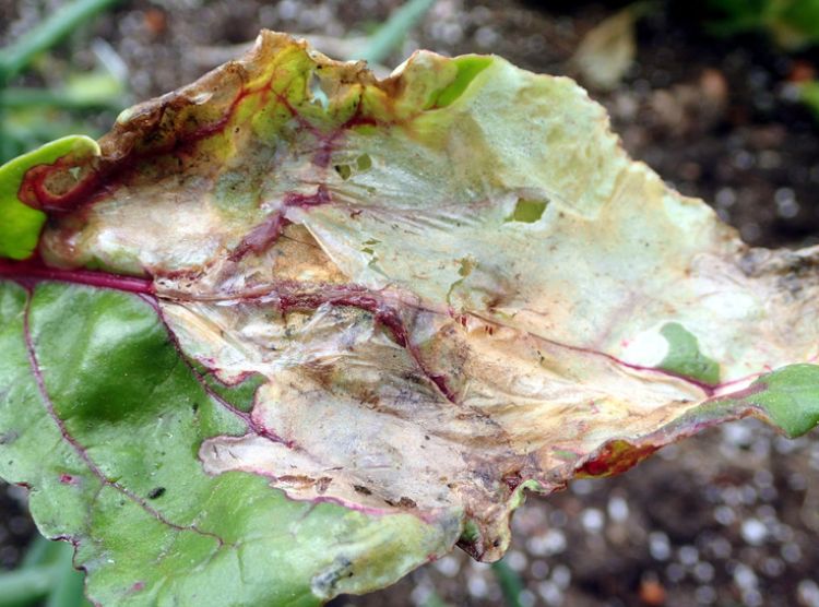 Spinach leafminer damage