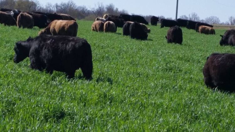 Cattle at Greener Grass Farms turned out to pasture to graze on cereal rye in late April 2016. | Photo Credit: Dan and Deb Marsh, Greener Grass Farms