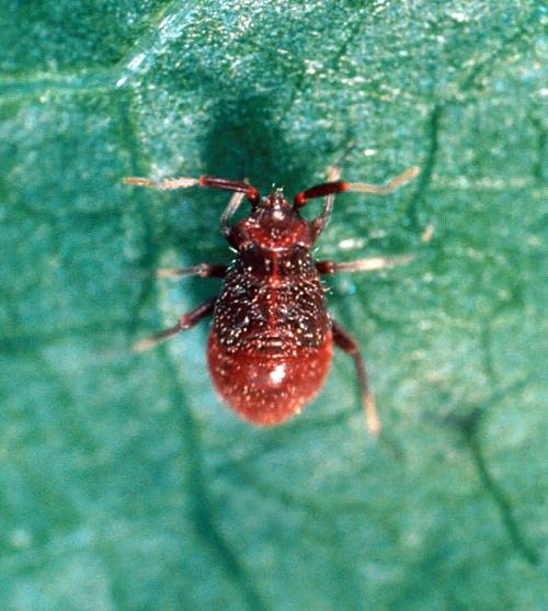 Nymphs of apple brown bug appear at the same time, but are mahogany brown, have enlarged second ante